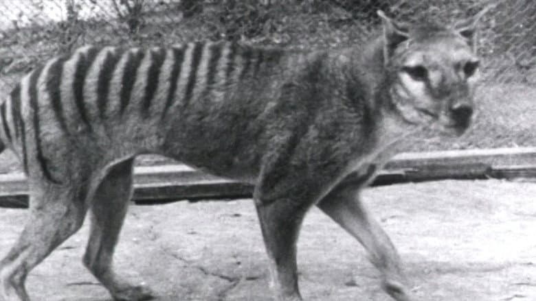 Thylacine Footage