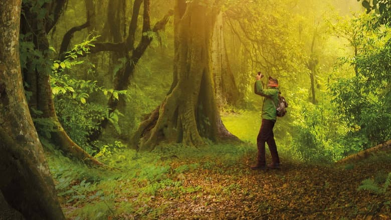 The Hidden Life of Trees